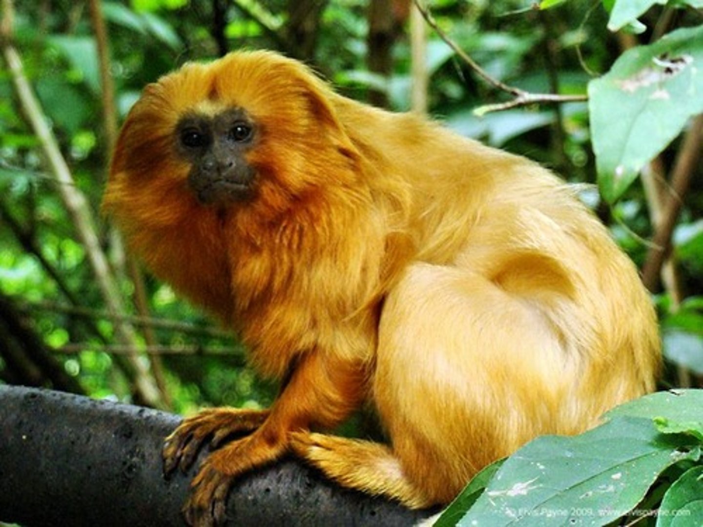 <p>CITES Appendix I</p><p>(parvorder platyrrhiini)- Golden Lion Tamarin</p>
