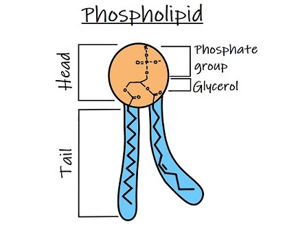 <p><span>Carbohydrates are embedded for structure. Phospholipids have a hydrophilic (water-loving) head and hydrophobic (water-fearing) tails. (2 fatty acids+1 phosphate) When they are put together in water the heads face the water and the tails face each other on the inside of the heads. This makes the membrane selectively permeable.</span></p>