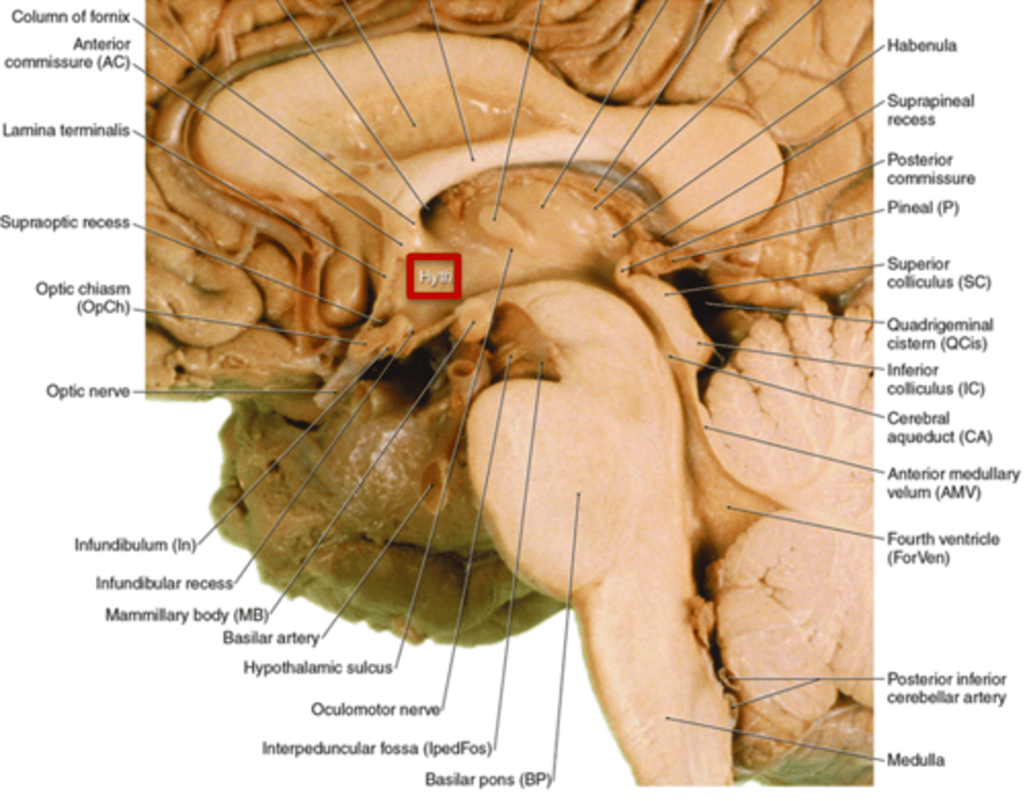 <p>hypothalamus</p>