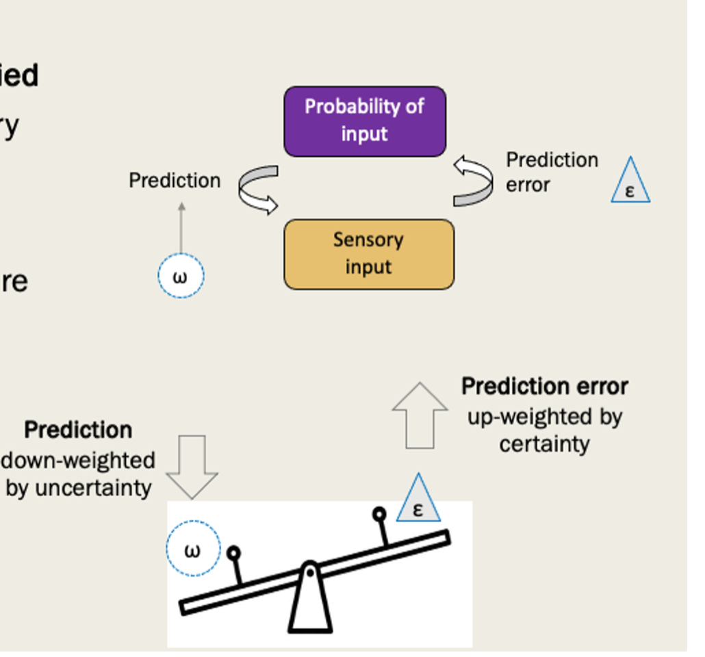 <ul><li><p>To do that, the brain must contain representation of how likely it is that a stimulus will occur.</p></li><li><p>According to this theory, these larger brain responses we see when events are surprising are basically prediction errors, which is just the discrepancy between the prediction and the sensory input – that PE is then fed back to update predictions.</p></li></ul>