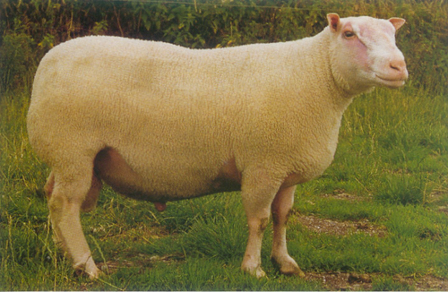 <p>tight fleece, huge eyes, small head, meat, hardy breed, extensive, very ugly</p>
