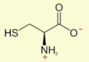 <p>cy<strong>S</strong></p><p>CH<sub>2</sub> connected to SH</p>