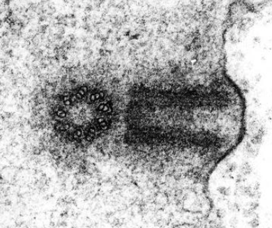 <p>cylinder of 9 triplets of microtubules, 2 are arranged at right angles to form centrosome, organise spindle fibres in nuclear division</p>