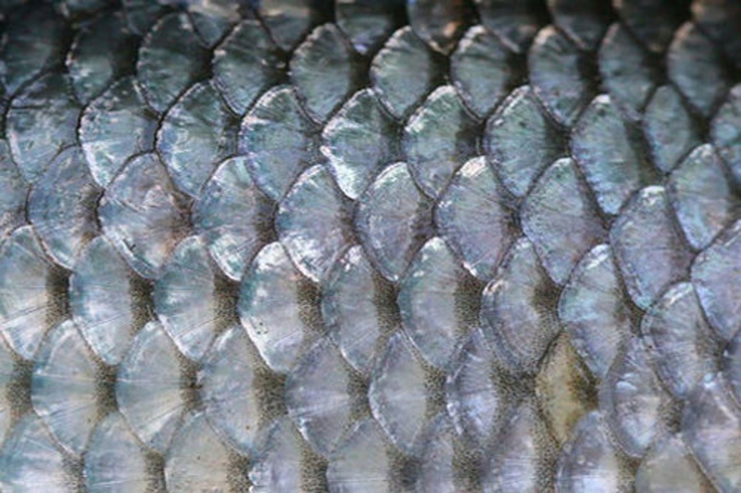 <p>secondary lesion; thin, dry or oily plate of epidermal flakes</p>