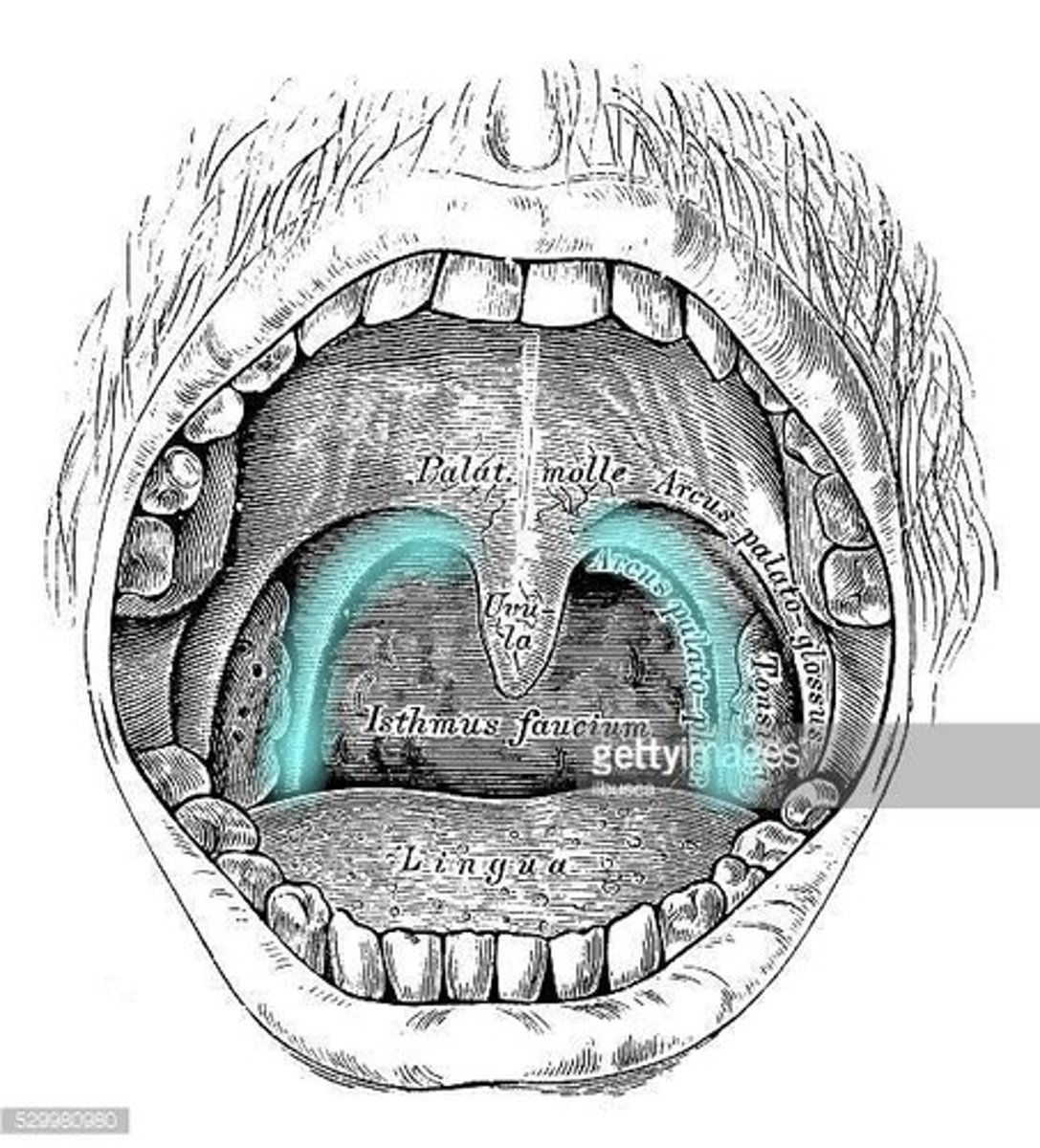 <p>Palatoglossal and Palatopharyngeal arches</p>