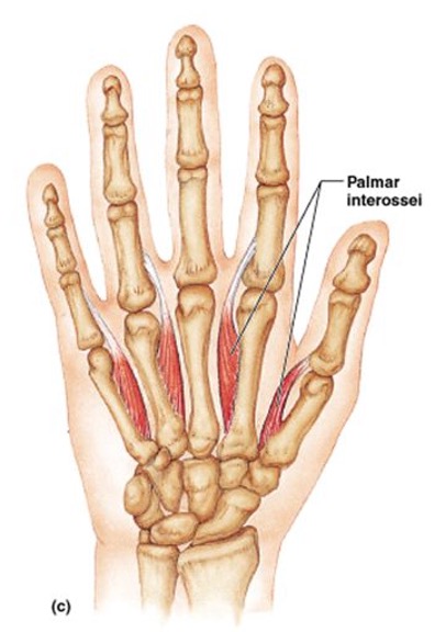 <p><strong>origin:</strong> palmar side of 2nd, 4th, and 5th metacarpals </p><p><strong>insertion:</strong> base of proximal phalanges, extensor expansions of 2nd, 4th, and 5th fingers</p><p><strong>innervation: </strong>ulnar nerve</p><p><strong>action:</strong> adduct 2nd, 4th, and 5th fingers toward axial line, assist lumbricals in flexing MCP joint and extending IP joints</p>