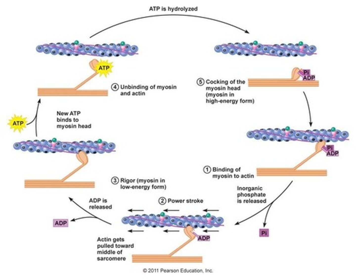 <p>1) action potential travels down the axon of the alpha motor neuron</p><p>2) triggers release of acetylcholine</p><p>3) action potential is generated across the sarcolemma</p><p>4) calcium is released causing troponin tropomyosin complex to move and allows the myosin head to bind to the actin (contraction)</p><p>5) the energy for the pulling of actin over myosin (power stroke) comes from the breakdown of adenosine triphosphate (ATP)</p>