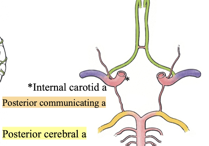 <p>connects ipsilateral<strong> </strong>internal carotid a to posterior cerebral a</p>