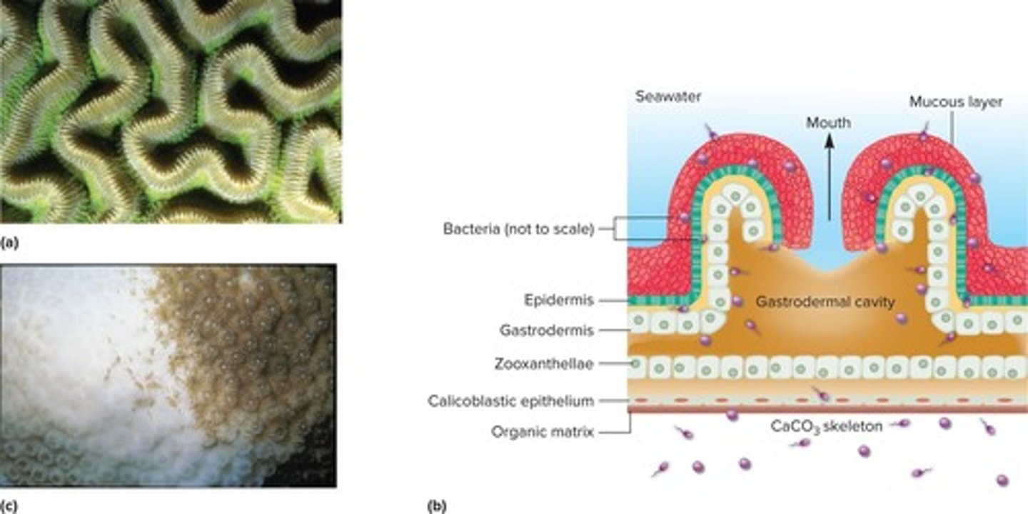 <p>Loss of either the photosynthetic pigments from the zooxanthellae or the complete expulsion of the dinoflagellates; caused by temperature increase.</p>