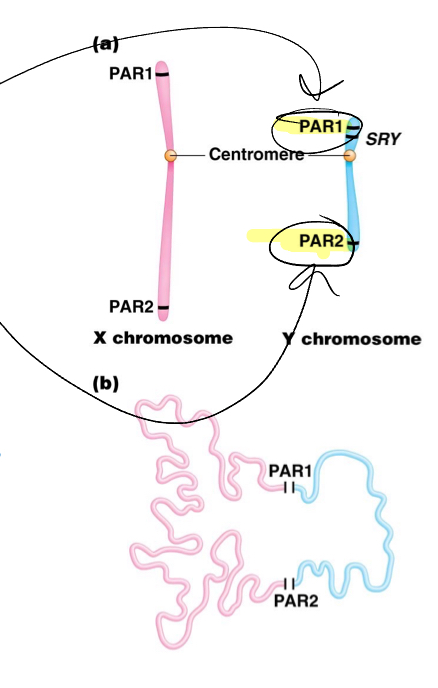 <p>Crossing over </p>