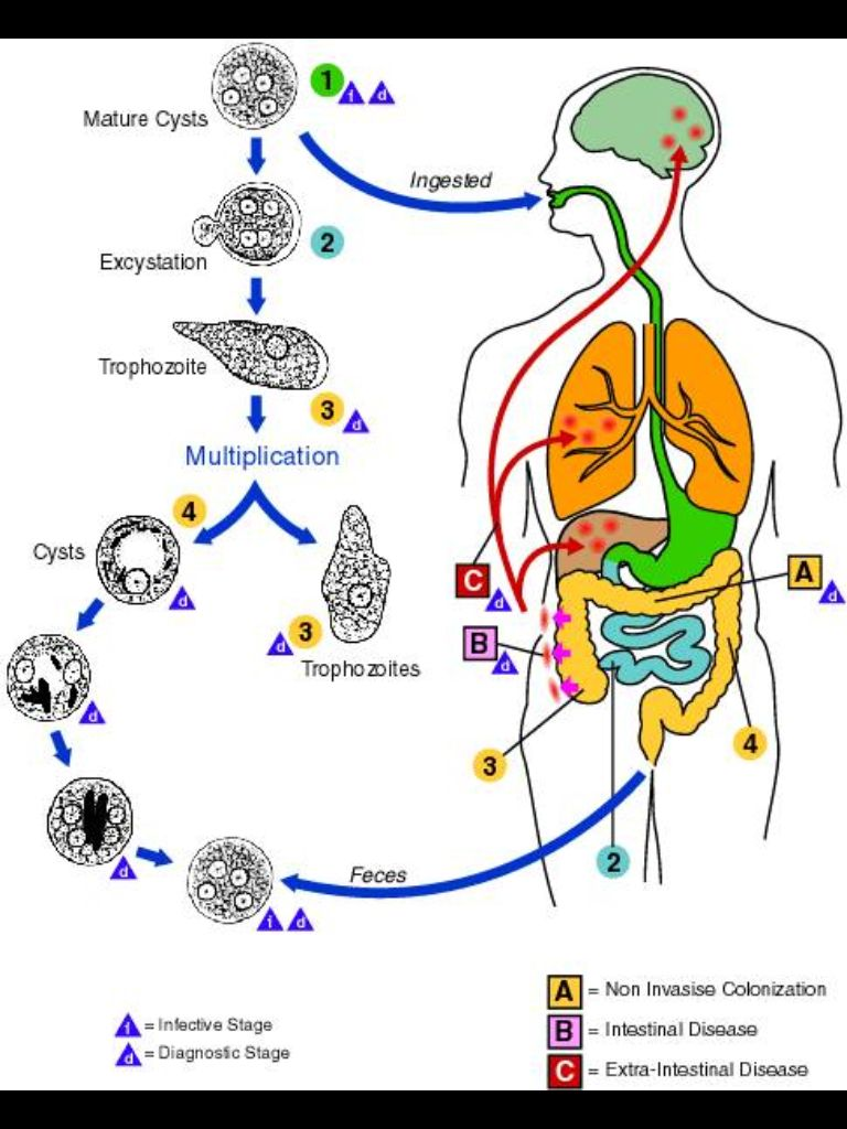 <p>Life cycle of ——-? Describe steps. </p>