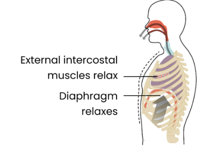 <p>Expiration (breathing out)</p><ol><li><p>Diaphragm relaxes → moves upwards.</p></li><li><p>External intercostal muscles relax, internal intercostal muscles may contract → ribcage moves down/ in. </p></li><li><p>Decreasing volume and increasing pressure in thoracic cavity. </p></li><li><p>Air moves out of lungs down pressure gradient. </p></li></ol><p></p>