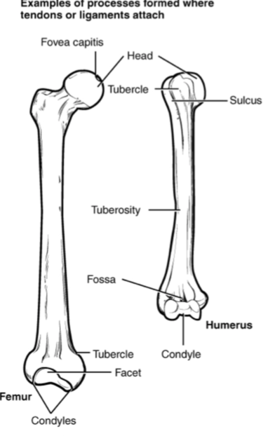 elevations or bone projections (processes) are useful for what?