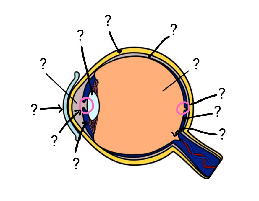 <p>Eye anatomy </p>