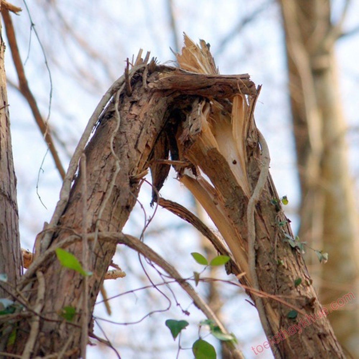 <p>làm gãy nhánh cây</p>