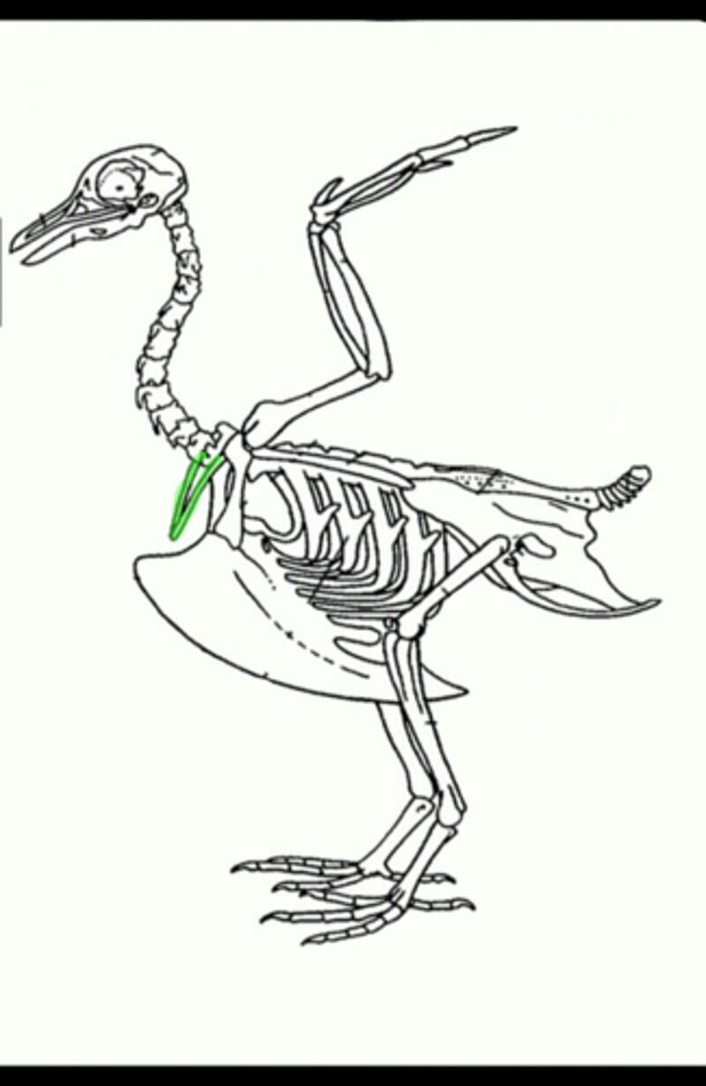 <p>this is the wishbone, the fused clavicles of birds</p>