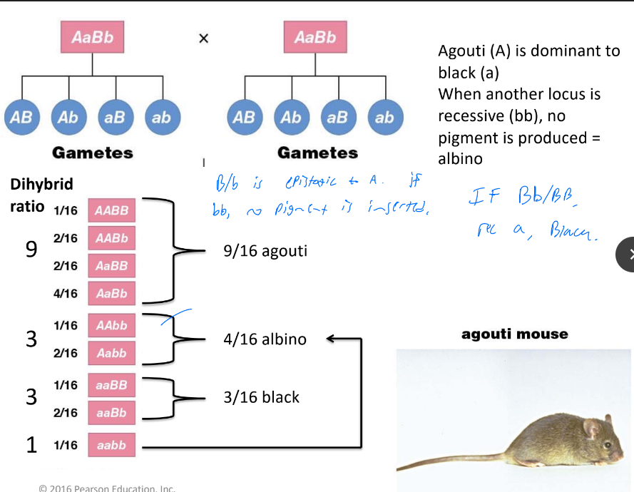 In mouse example where B/b is pigment placer gene, B/b is epistatic to the actual pigment gene (A/a). So, bb will always result in albino. aa = black, Aa/AA = agouti.