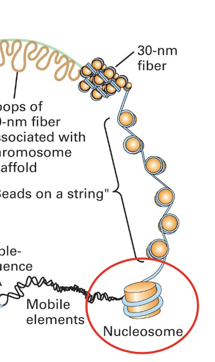 <ul><li><p>composed of</p><ul><li><p><strong>histones</strong> (proteins)</p><ul><li><p>this is the <em>protein core&nbsp;</em></p></li></ul></li><li><p><strong>DNA</strong></p><ul><li><p>winds around the surface&nbsp;</p><ul><li><p>almost two full turns</p></li></ul></li></ul></li></ul></li><li><p>separated by<strong> linker DNA</strong> (10-90 bp in length)</p></li></ul><p></p>
