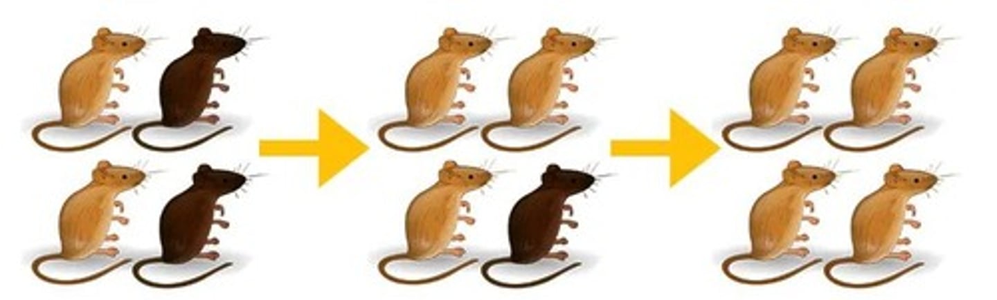 <p>Changes in allele frequencies can lead to evolution over time, impacting biodiversity.</p>