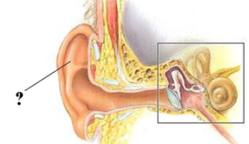 <p><span><span>Identify the indicated structure.</span></span></p>