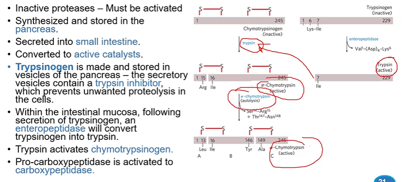 <p>processed through sequential proteolytic cleavage</p><p>first to pi, second to alpha which is way more active</p>