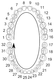 <p>Permanent Teeth - Denoted by numbers 1 through 32</p><p>Deciduous - Denoted by A to T</p>