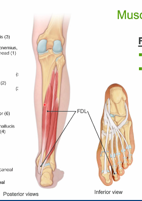 <p>flexor digitorum longus</p>