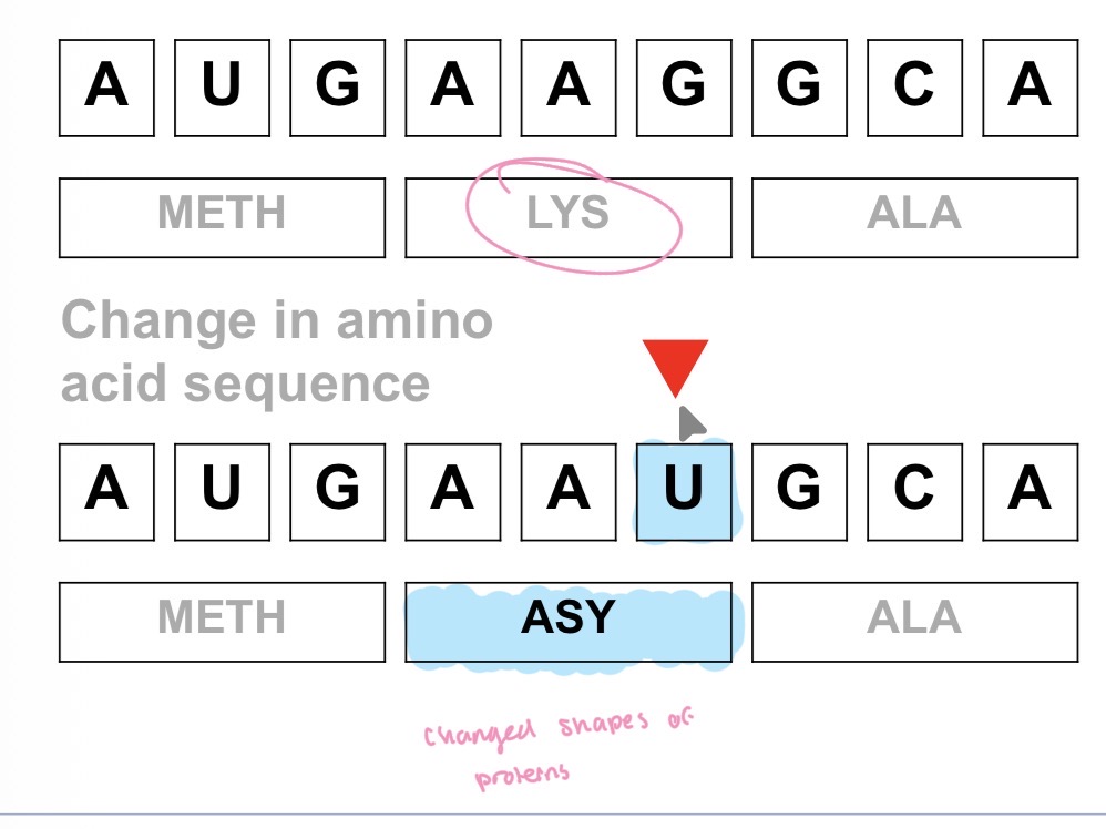 <p>What type of mutation involves a changing of a single nucleotide base pair in DNA </p>