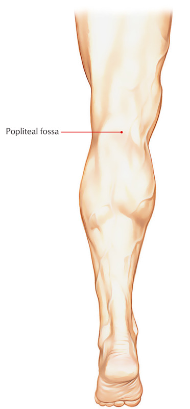 <p>A depression on body ie back of knee, skin is pushed in due to depression this si called the Popliteal fassa </p>