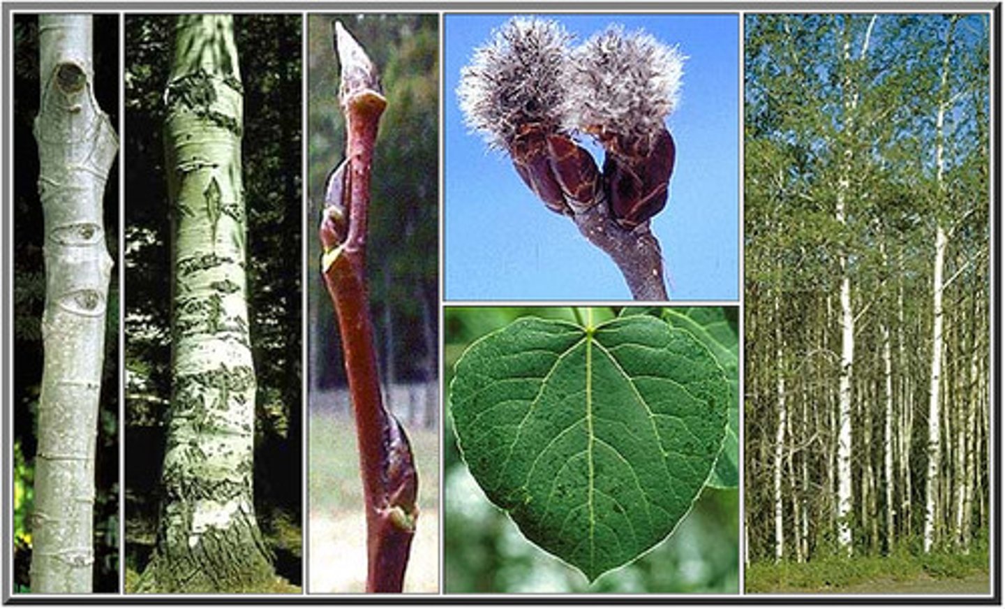 <p>quaking aspen, trembling aspen</p>