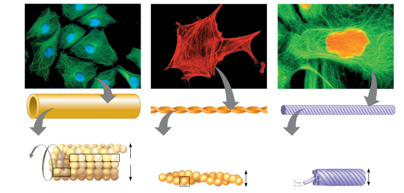 <p>(Organelle Worksheet) <strong><u>The Parts of a Cell:</u></strong> CYTOSKELETON</p>