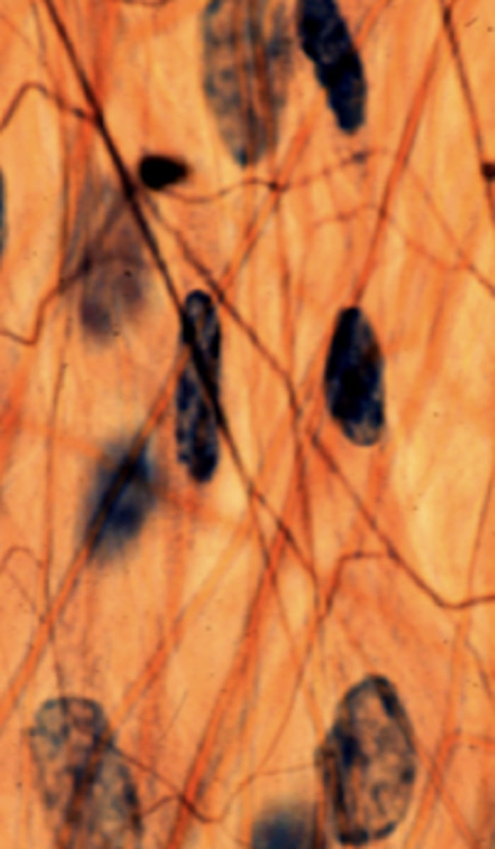 <p>What is this an image of?</p>