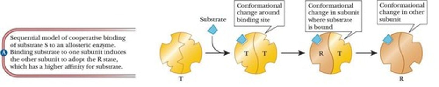 <p>A model where all subunits are in the same conformation and ligand binds more tightly to the R state.</p>