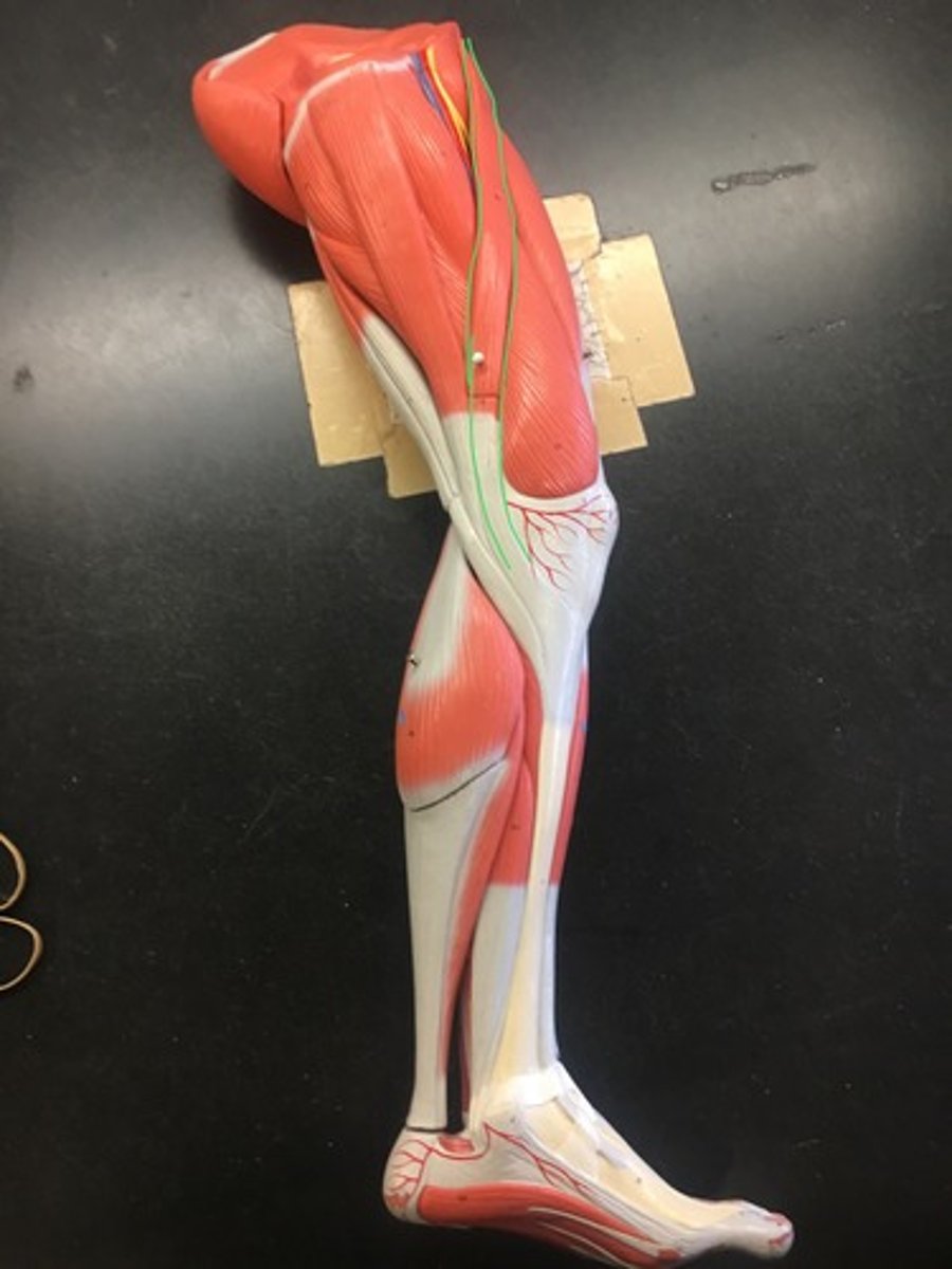 <p>Origin: Anterior Superior Iliac Spine</p><p>Insertion: Medial Condyle of Tibia</p>