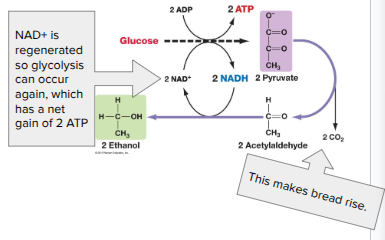 <ul><li><p><span style="background-color: transparent;"><span>(Glucose during glycolysis) → </span></span><span style="background-color: transparent; font-family: "Proxima Nova", sans-serif;"><span>Pyruvate → Ethanol + CO</span><sub><span>2</span></sub></span></p></li><li><p><span style="background-color: transparent; font-family: "Proxima Nova", sans-serif;"><span>Ex. bacteria, yeast</span></span></p></li><li><p><span style="background-color: transparent; font-family: "Proxima Nova", sans-serif;"><span>Used in brewing, winemaking, baking</span></span></p></li><li><p><span style="background-color: transparent; font-family: "Proxima Nova", sans-serif;"><span>Over time, the ethanol that is produced by this process kills the yeast and bacteria that do it</span></span></p></li></ul><p></p>