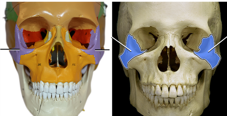 <p>connecting with the lateral sides of the maxillae are the left and right ____.</p>
