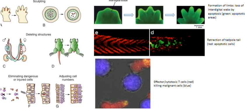 <p>To eliminate cells that pose a danger or are no longer needed — for example, during immune defense or development.</p>