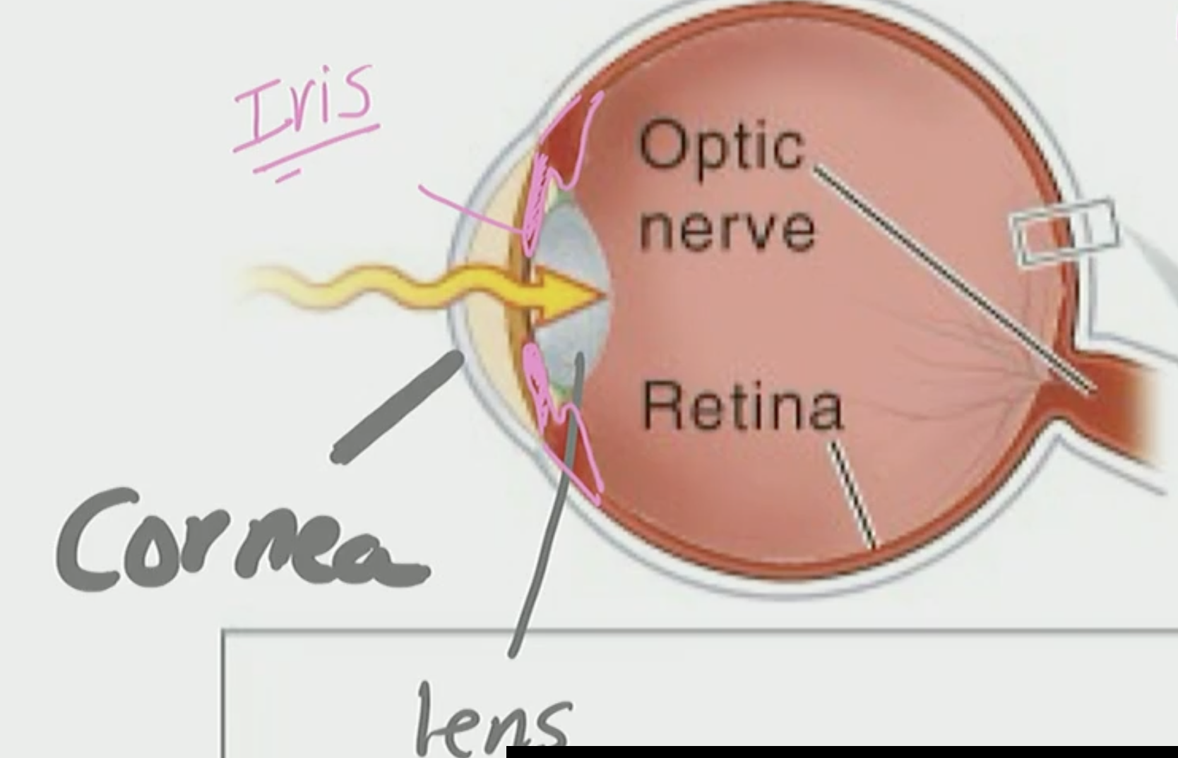<p>Retina</p>