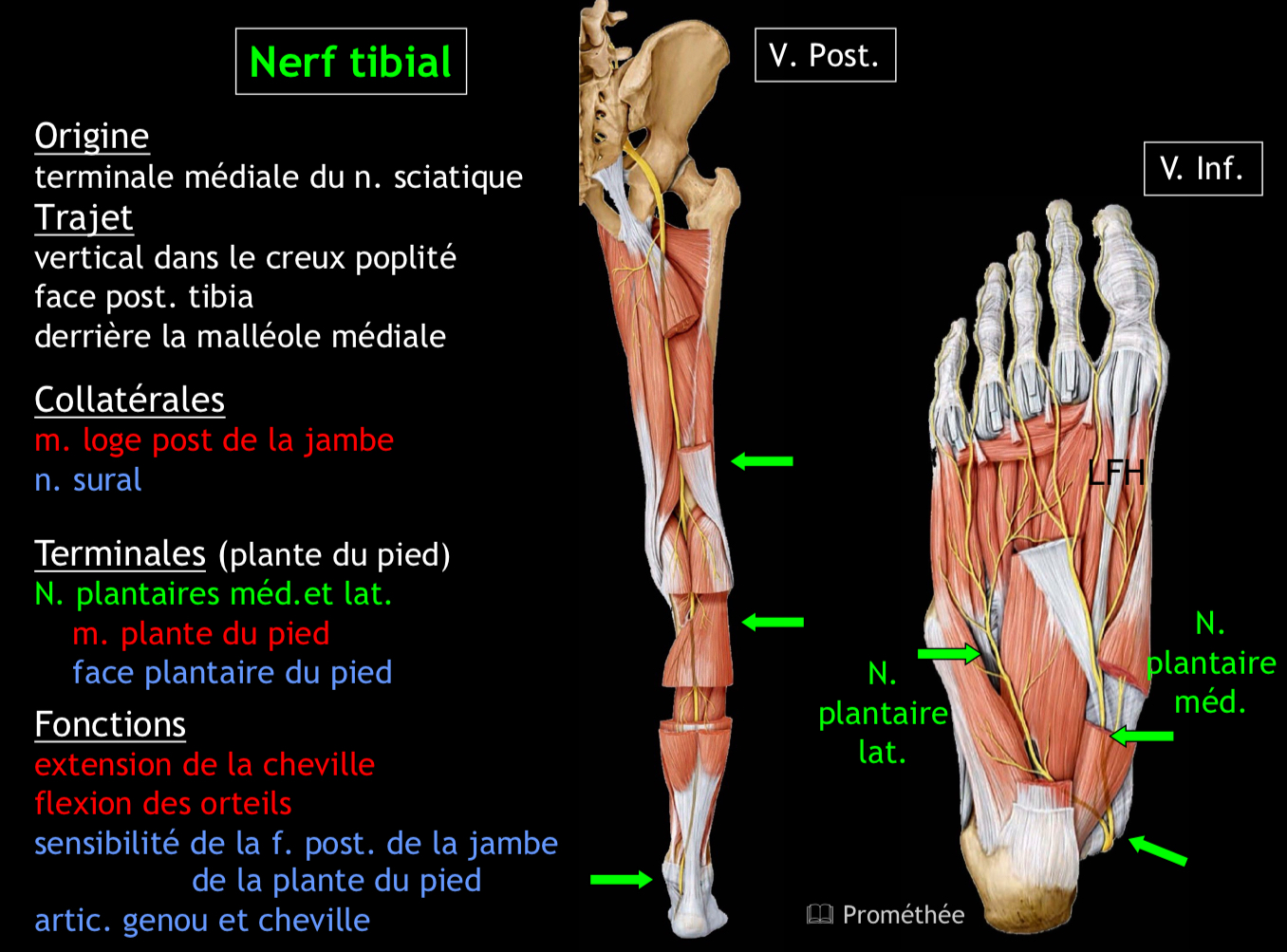 <p>Extension de la cheville, flexion des orteils</p>