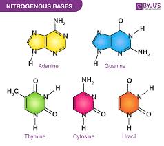 <p>Adenine </p>