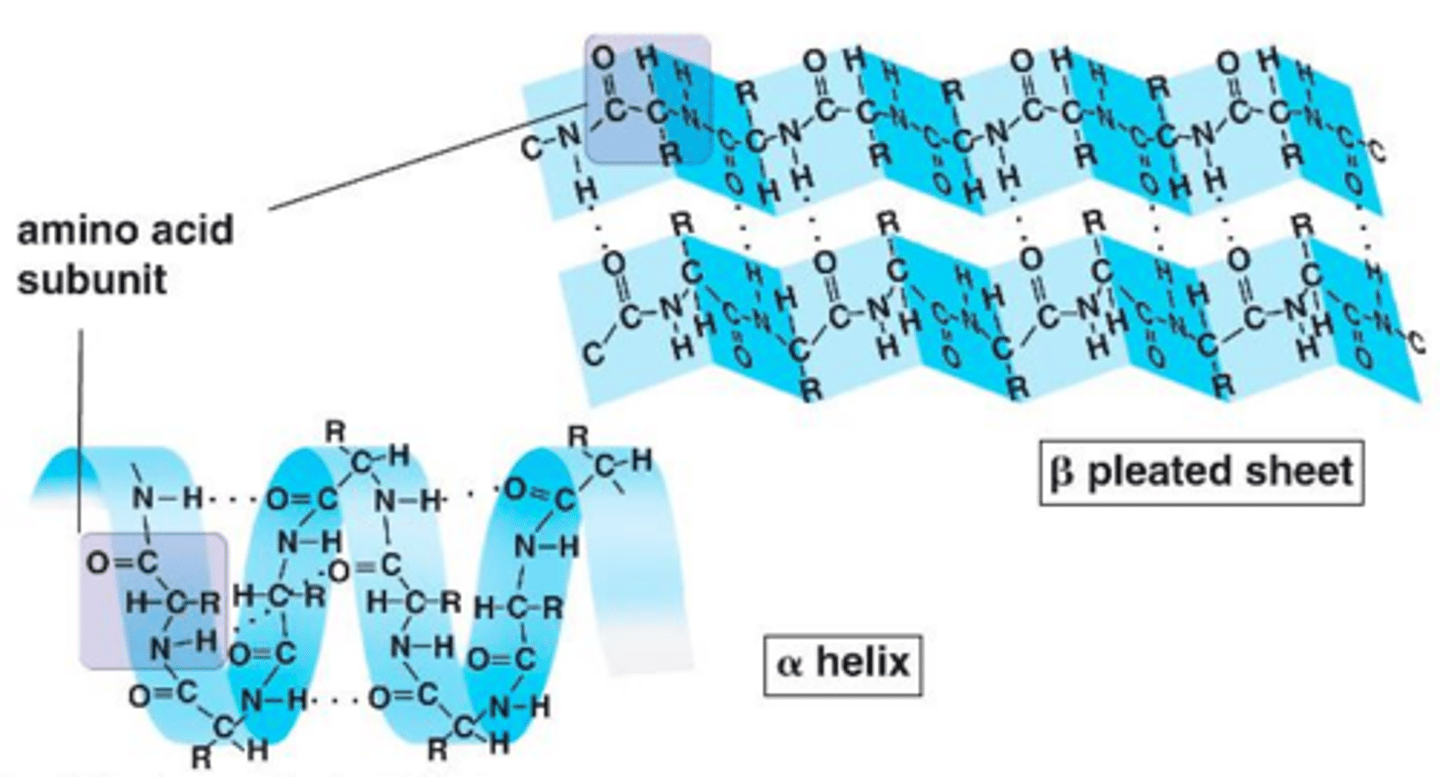 <p>Polypeptide folding (alpha helices or beta sheets) caused by backbone hydrogen bonds.</p>