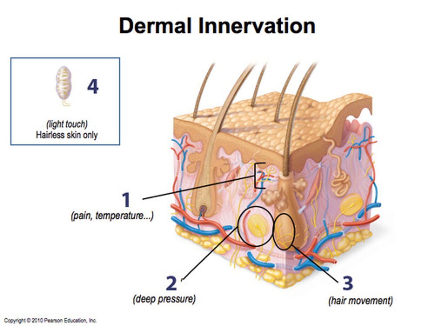 <p>touch receptor that detects transient pressure and higher frequency vibrations</p>
