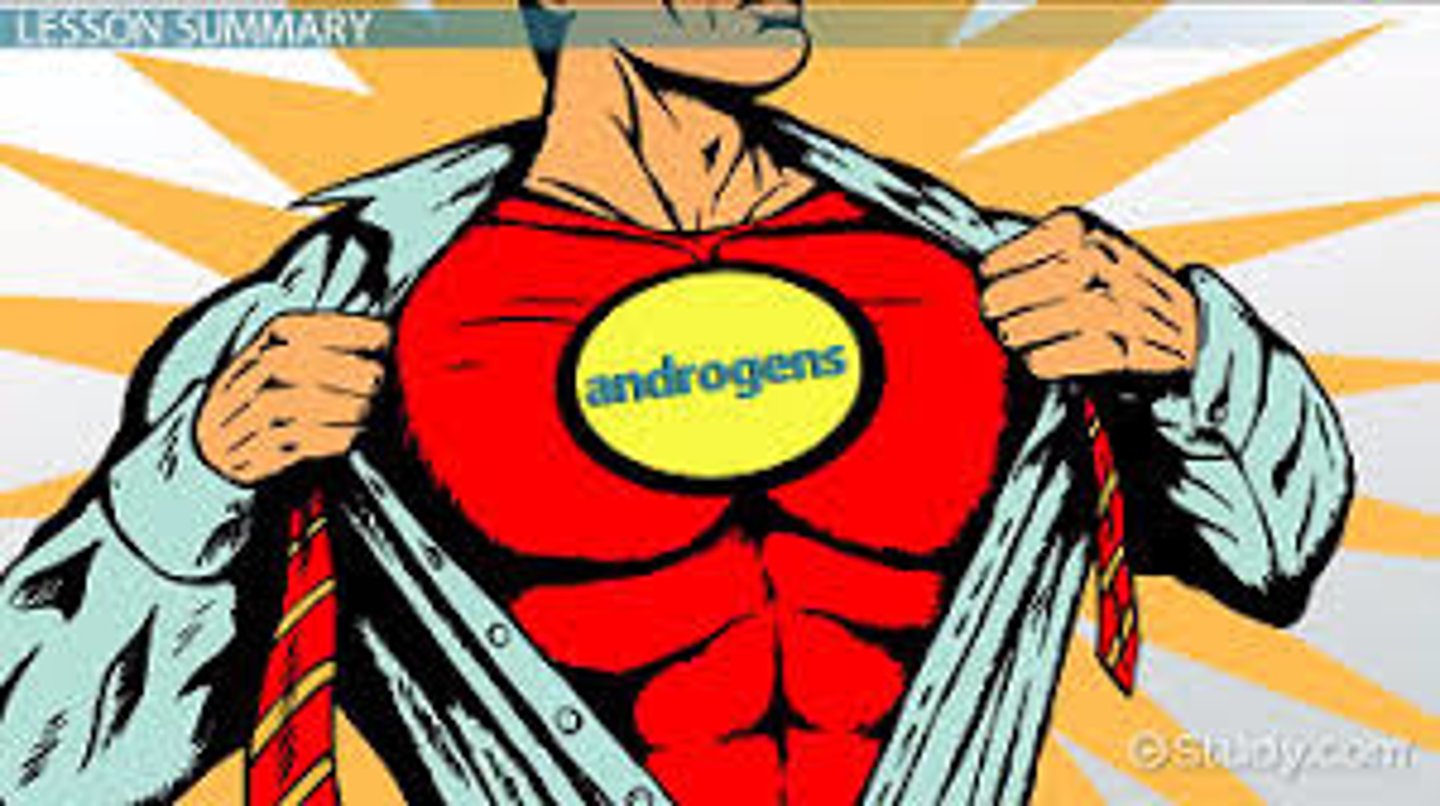 <p>Hormones responsible for male secondary sexual characteristics.</p>