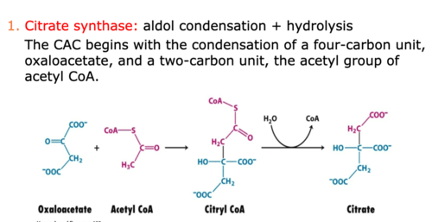 <p>Catalyzed by citrate synthase</p><p>- oxaloacetate and acetyl CoA undergo an aldol condensation to form citryl CoA, followed by a hydrolysis reaction to form citrate</p>