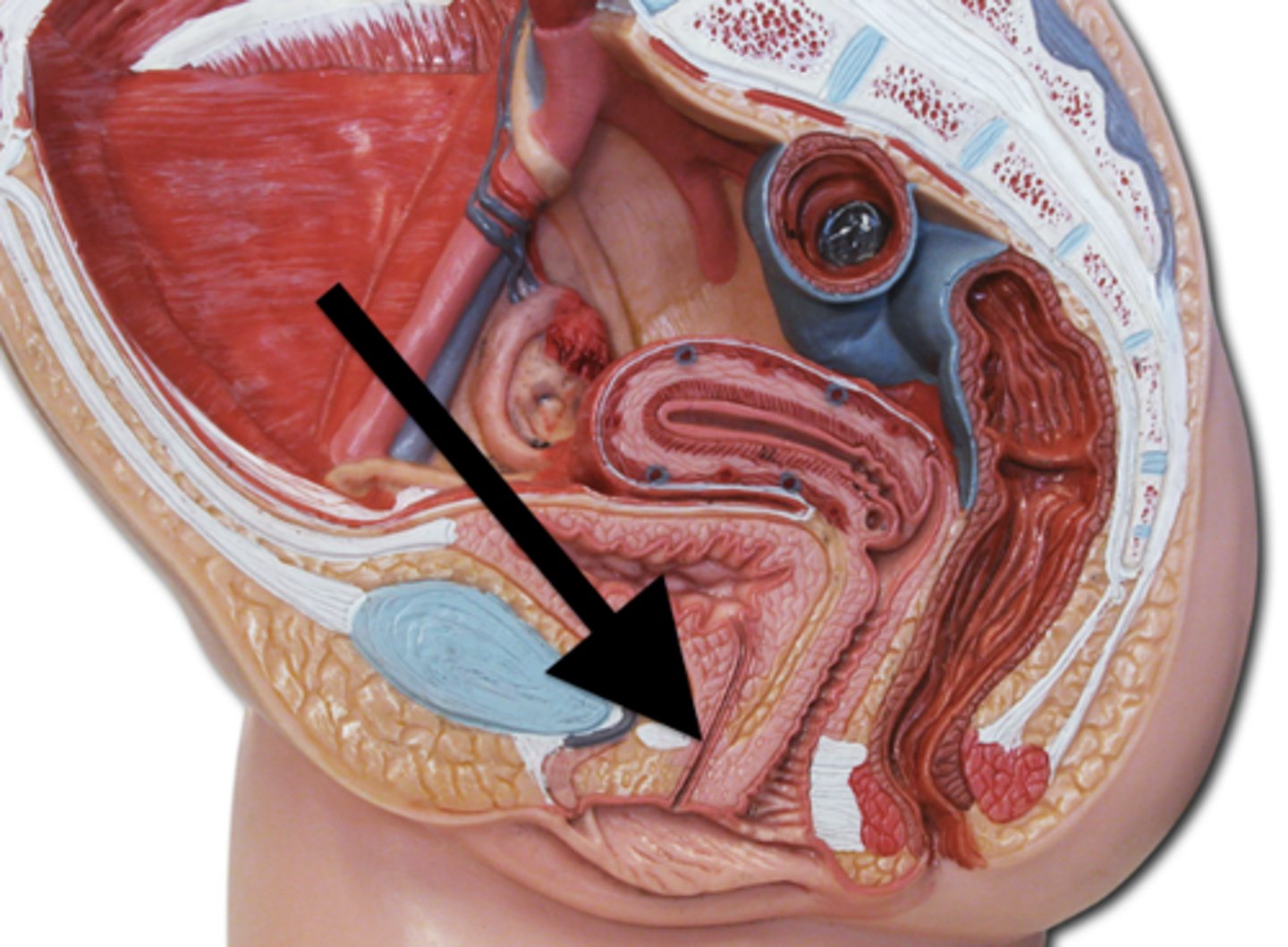 <p>Inferior to the clitoris this is the opening of the urethra.</p>