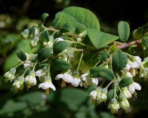 Family: Ericaceae (heath)

Common: deerberry

Range: Missouri to Texas to FL. 

Habitat: well-drained places, upland mixed, pine flatwoods, hammocks.

Size: Shrub to about waist high. Up to 4ft tall. Small, woody shrub.

Persistence: deciduous

Bark: flakey texture, brownish grey scaley

Leaf: simple, alternate, elliptic to oblong, leathery, acute to rounded basally, apices acute to short-acuminate with occasional small mucros, glaucous pale lower (patchy, waxy underside), papery, entire margins

Flowers: little, non-showy white

Fruits: mostly a little broader than long, oblate to globose, juicy, somewhat bitter and sourish

Tolerance: mod. shade, no salt, resprouts following fire, no flood, mod. drought