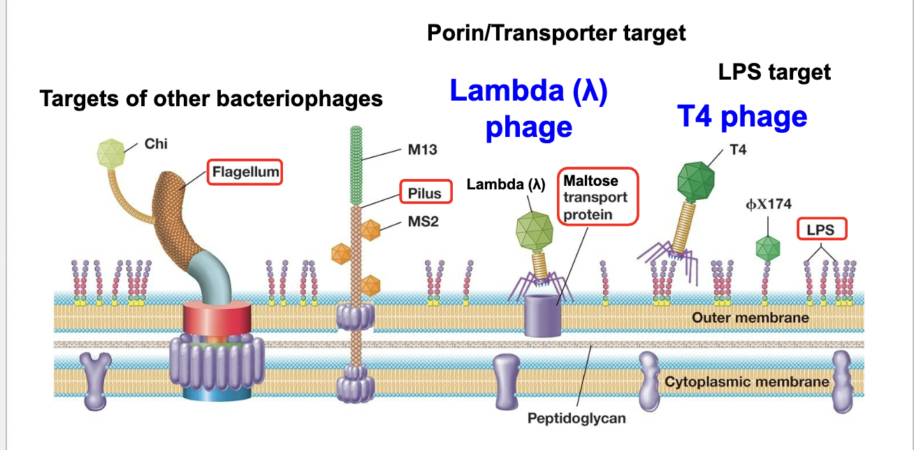 <p>Phage attach to Bacterial receptors: specific bacterial cell surface components</p><p>Receptors are required for infection: determine the&nbsp;“host specificity” of a phage</p>