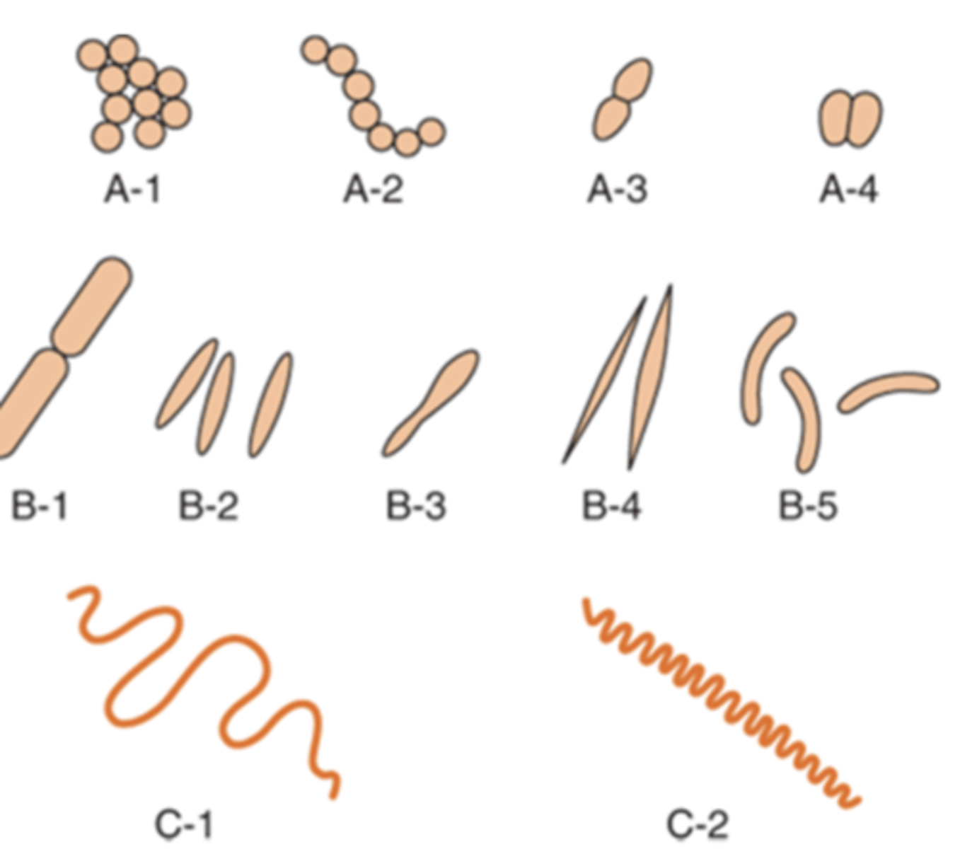 <p>1. cocci (round)</p><p>2. bacilli (rods)</p><p>3. spirochetes (spiral shaped)</p>