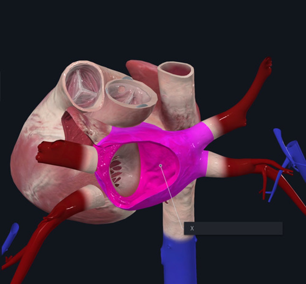 <p>Name the space highlighted pink and marked with the X</p>