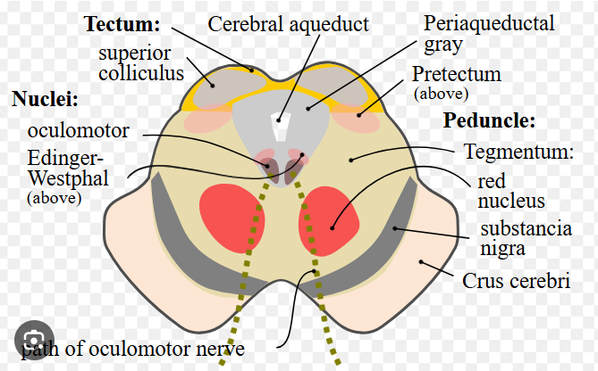 <p>A region in the midbrain responsible for fight or flight and pain relief. Primarily composed of cell bodies/gray matter. Surrounds the cerebral aqueduct which connects the third and fourth ventricles. Filled with opioid receptors.</p>